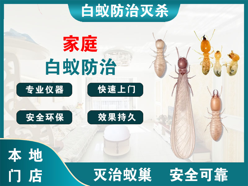 柯桥区家庭白蚁防治